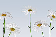 Bloemenbehang thumbnail image